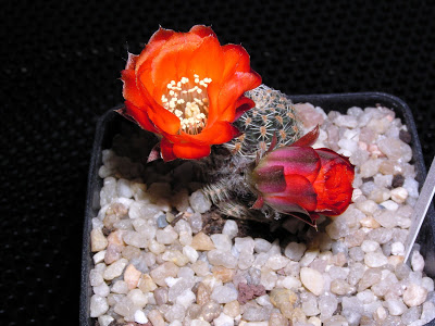 Rebutia+pygmaea+v.+polypetala2.JPG