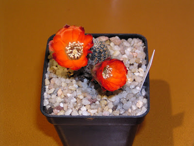 Rebutia+pygmaea+v.+polypetala3.JPG