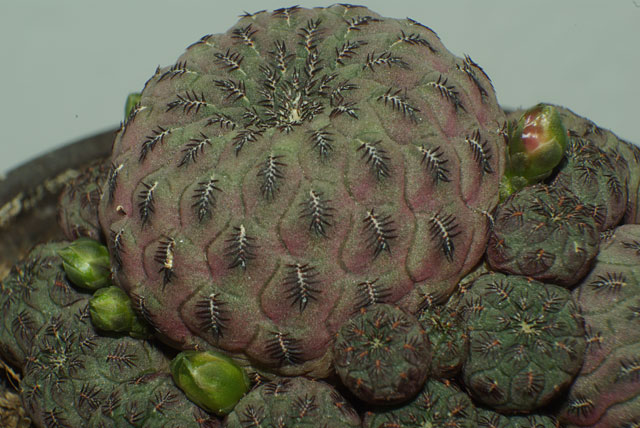 rebutia-rauschii.jpg