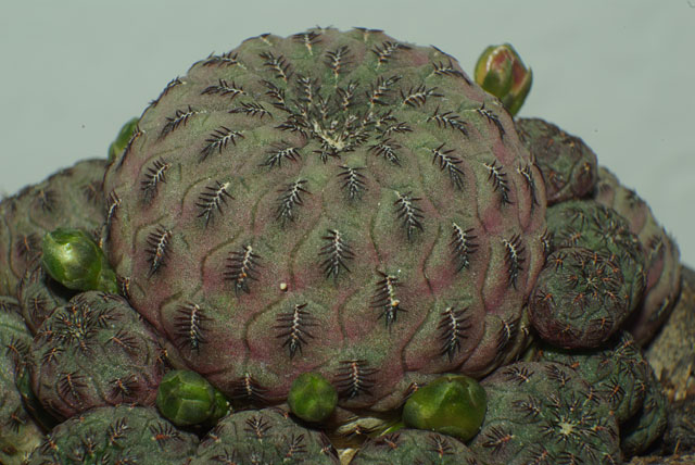 rebutia-rauschii2.jpg
