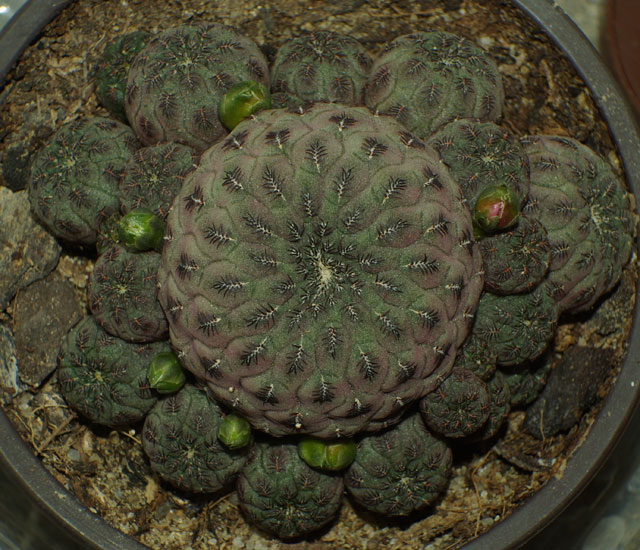 rebutia-rauschii3.jpg