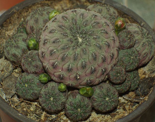 rebutia-rauschii4.jpg