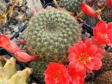 rebutia-senilis.jpg