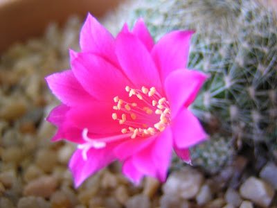 Rebutia+senilis+lilacinorosea+(flor).JPG