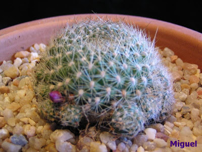 Rebutia+senilis+lilacinorosea.jpg