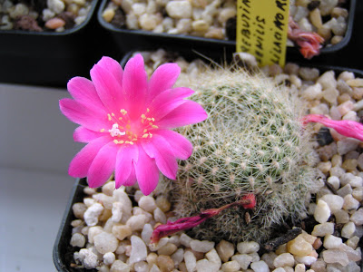 Rebutia+senilis+lilacinorosea.JPG