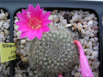 Rebutia+senilis+lilacinorosea2.JPG