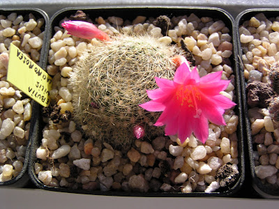 Rebutia+senilis+lilacinorosea3.JPG