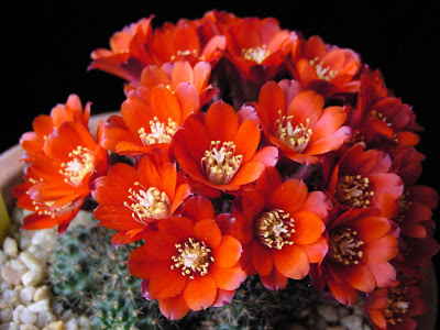 Rebutia+spegaziniana+2(flor).JPG