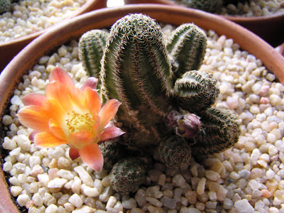 Rebutia+torquata.JPG