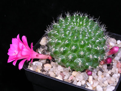 Rebutia+violaciflora+2.JPG