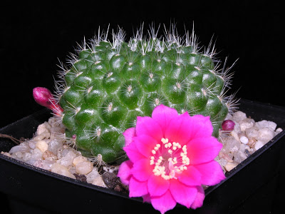Rebutia+violaciflora.JPG