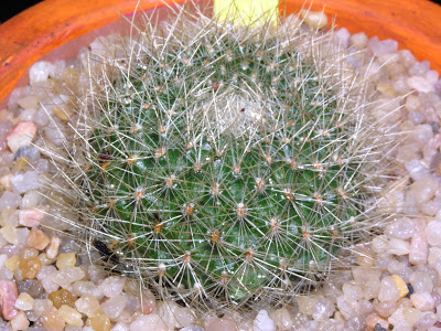 Rebutia+wessneriana.JPG