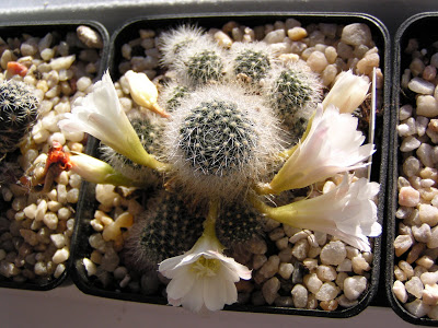 Rebutia+x+cv+%27Snow+White%27.JPG