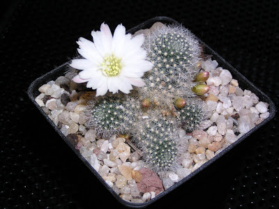 rebutia+x+cv+snow+white.JPG