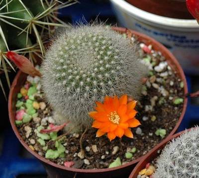 rebutia1.JPG