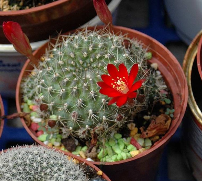 rebutia2.JPG