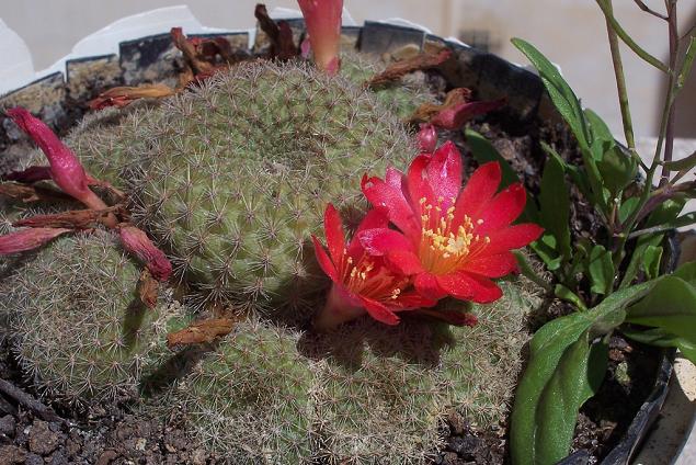 Rebutia_1.JPG