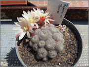 Rebutia_cv_Sunrise.jpg
