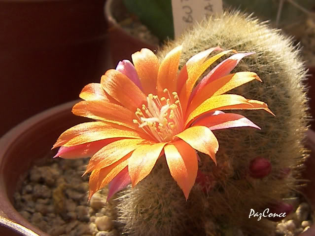 Rebutia_firma1.jpg
