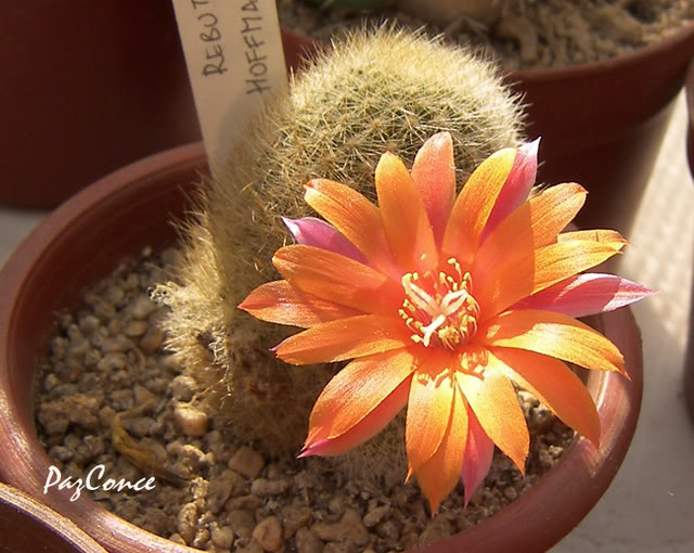 Rebutia_firma3.jpg