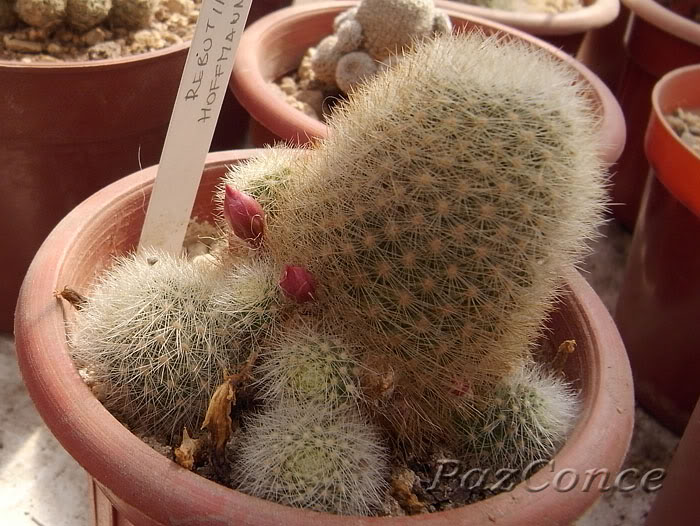 Rebutia_hoffmanni.jpg