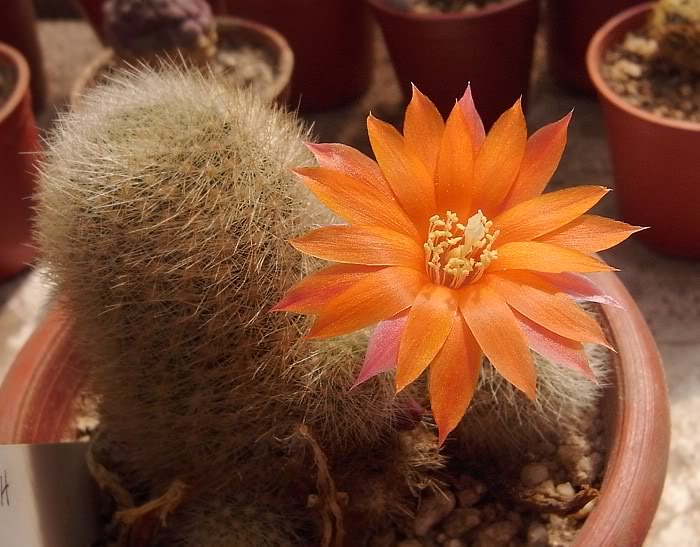 Rebutia_hoffmanni3.jpg