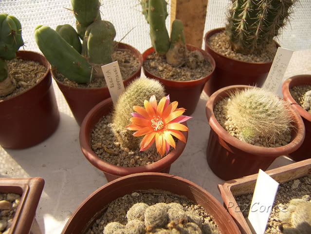 Rebutia_hoffmannii_firma1.jpg