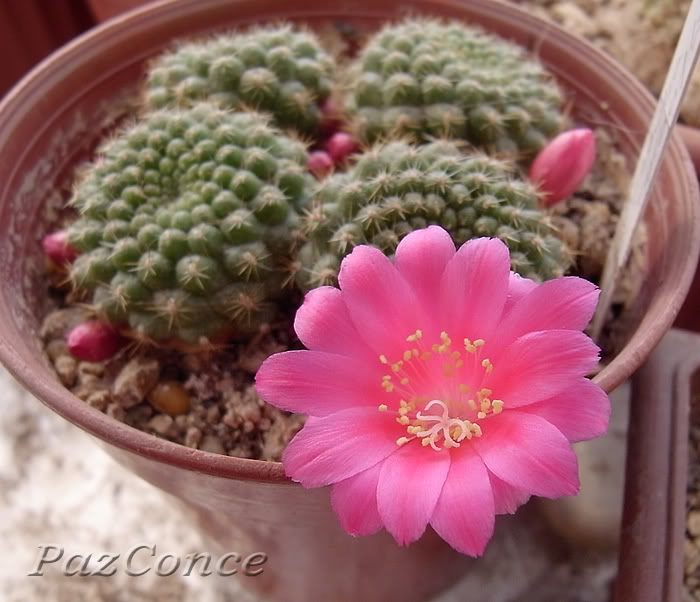 Rebutia_violaciflora1a.jpg