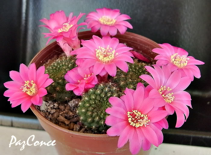 Rebutia_violaciflora1b.jpg