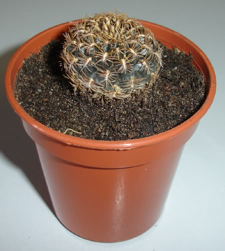 rebutiaarenacea03_2008.jpg