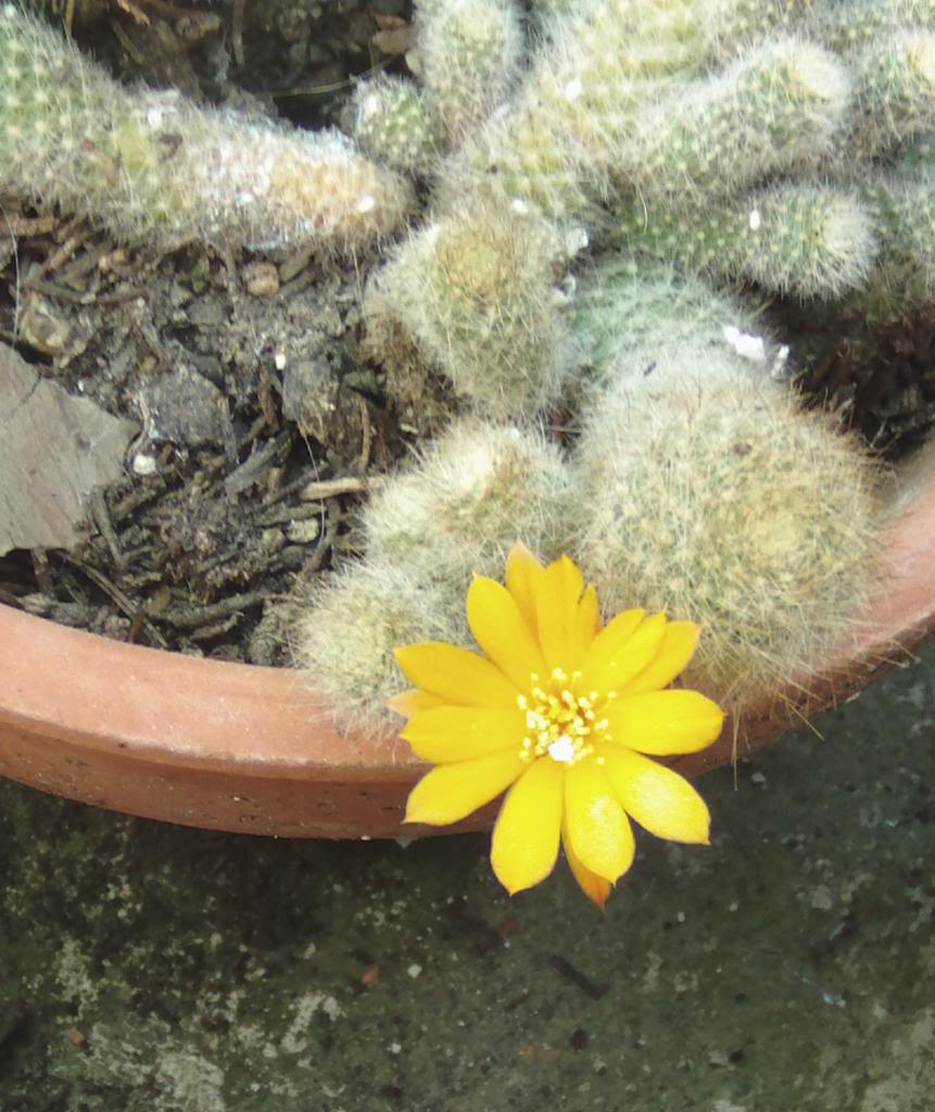 rebutiaaureifloraflorabierta_zpscb7af3cc.jpg