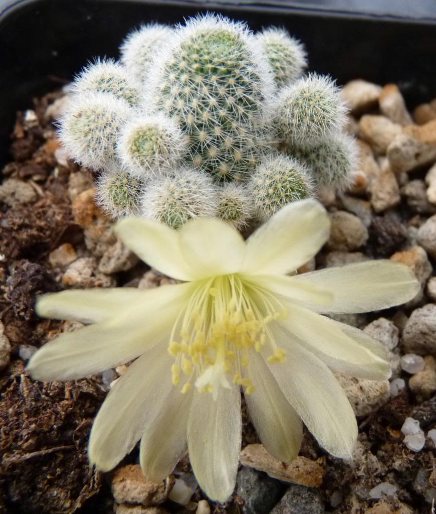 RebutiafabrisiinanaalbifloraMN13505_zpsd1e3ca69.jpg