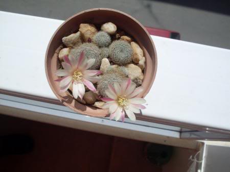 RebutiaFiebrigiiNarvaecensis2.jpg