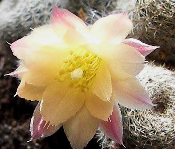 rebutiaheliosaalbiflora1.jpg