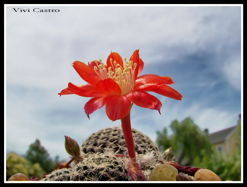 Rebutiaheliosaexvarcondorensis4.jpg