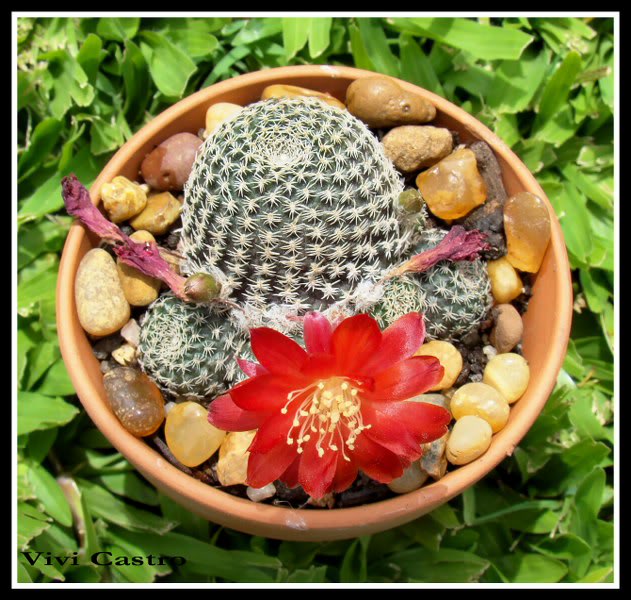 Rebutiaheliosaexvarcondorensis5.jpg