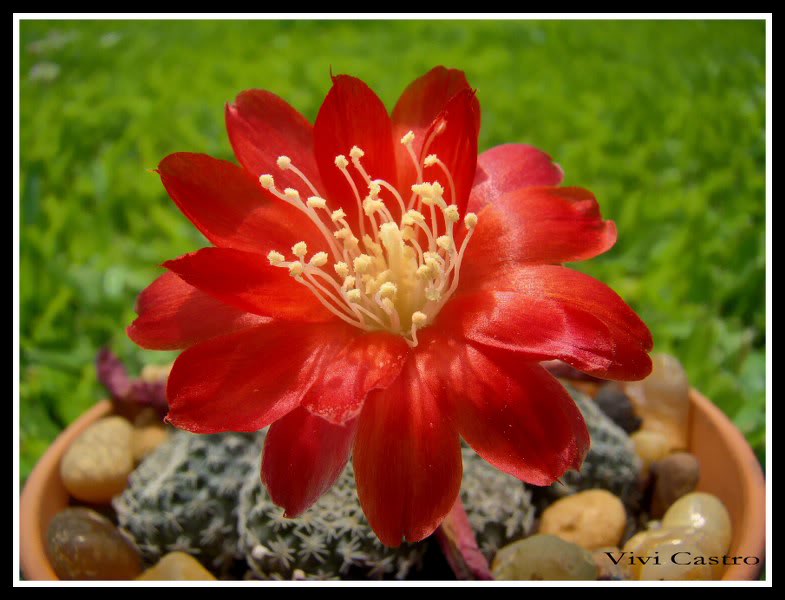 Rebutiaheliosaexvarcondorensis6.jpg