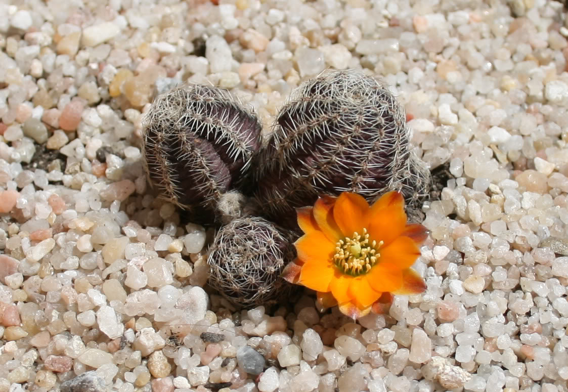 Rebutiaiscayachensis.jpg