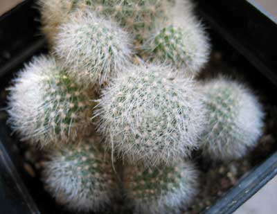 rebutiamuscula.jpg
