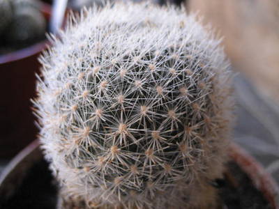 rebutianarvaecensis.jpg