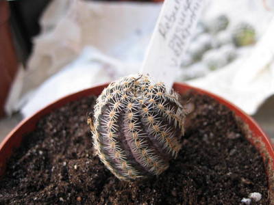 rebutiapygelegantula.jpg