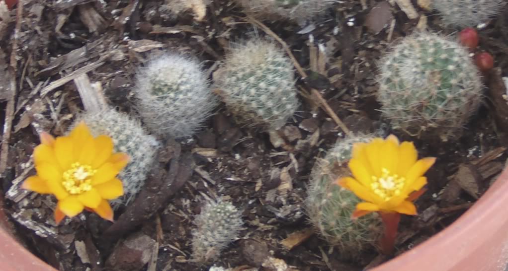 rebutiasconflores.jpg