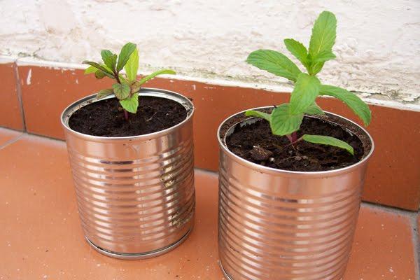 recicla-latas-conviertelas-macetas-L-3.jpe