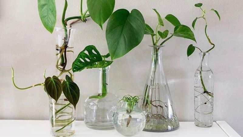 recipientes-plantas-de-agua.jpg