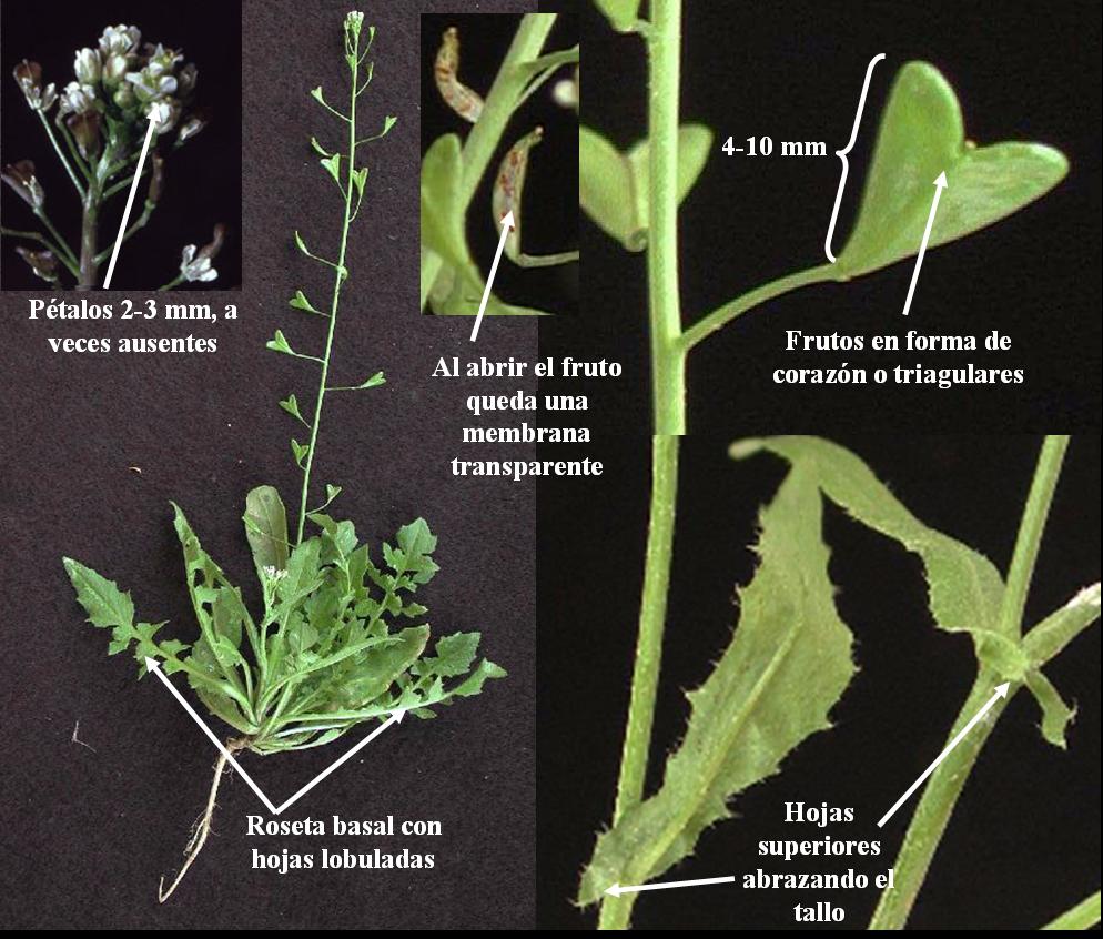 reconocer-capsella-bursa-pastoris.jpg