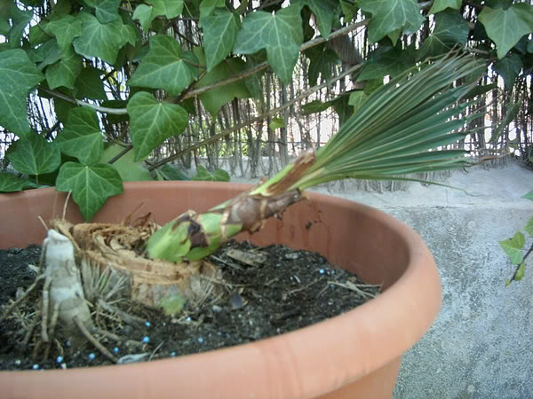 recuper-sabal2004.06.jpg