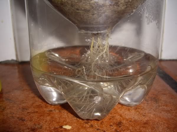 recuperarcmara055600x449.jpg
