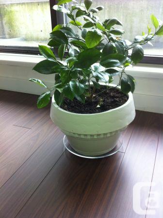 recycled-tire-plant-pot-orange-tree-20-near-lougheed-mall_8007606.jpg