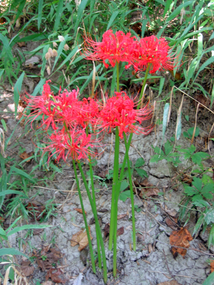 Red%20Spider%20Lily%20Web.jpg